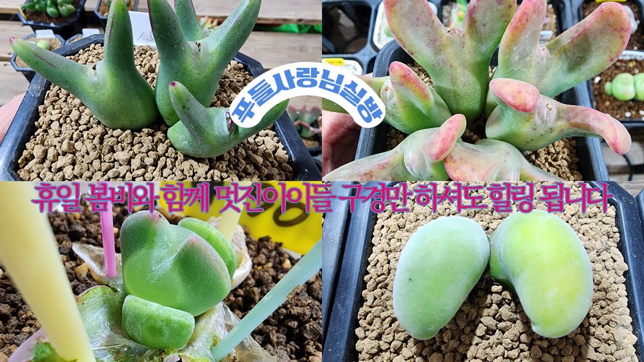 26년 3월02일 오전9시 휴일 너무 멋진 아이들 구경 하세요  @@@ 봄준비 철저히 하세요 살균/살충 철저