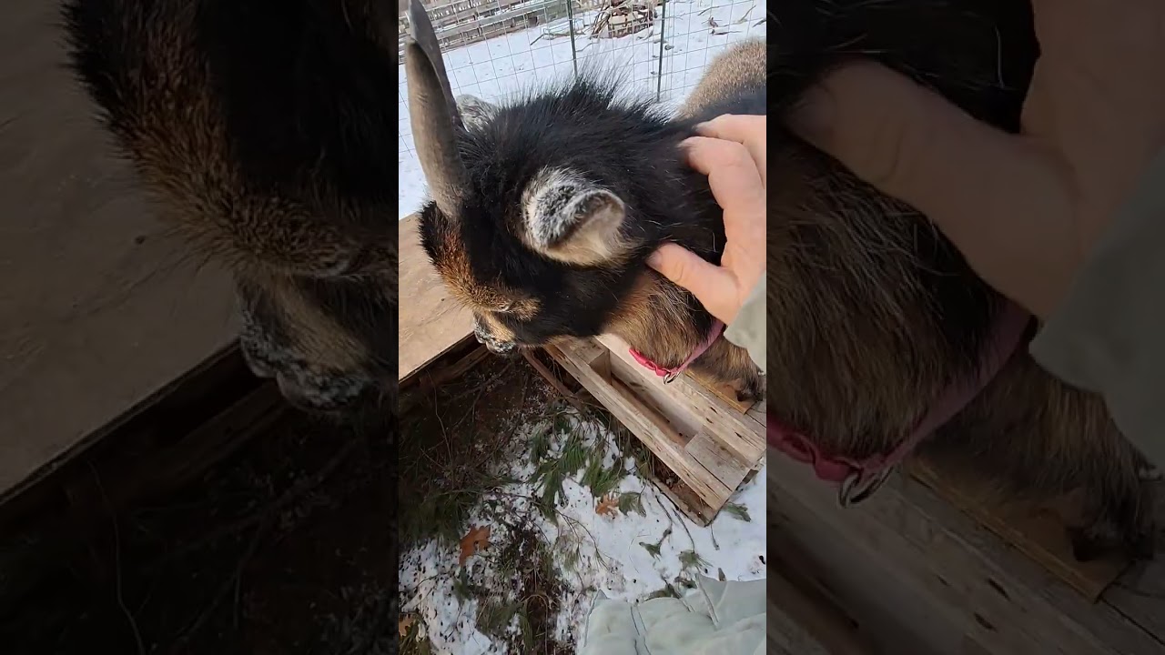 Playful goats