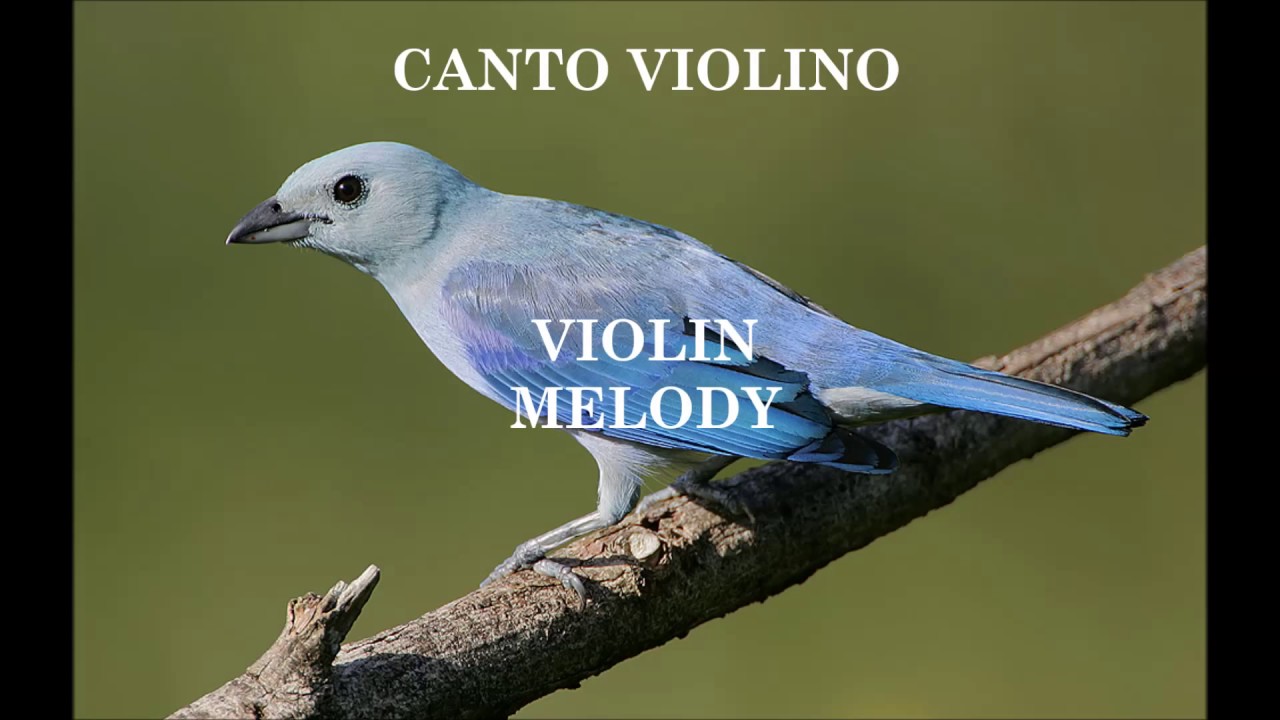 SANHAÇO AZUL - 1 Hora de Canto Violino