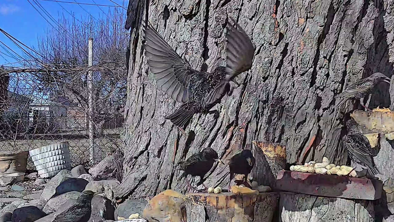 Starling Birds & Squirrels Enjoying Snack Time