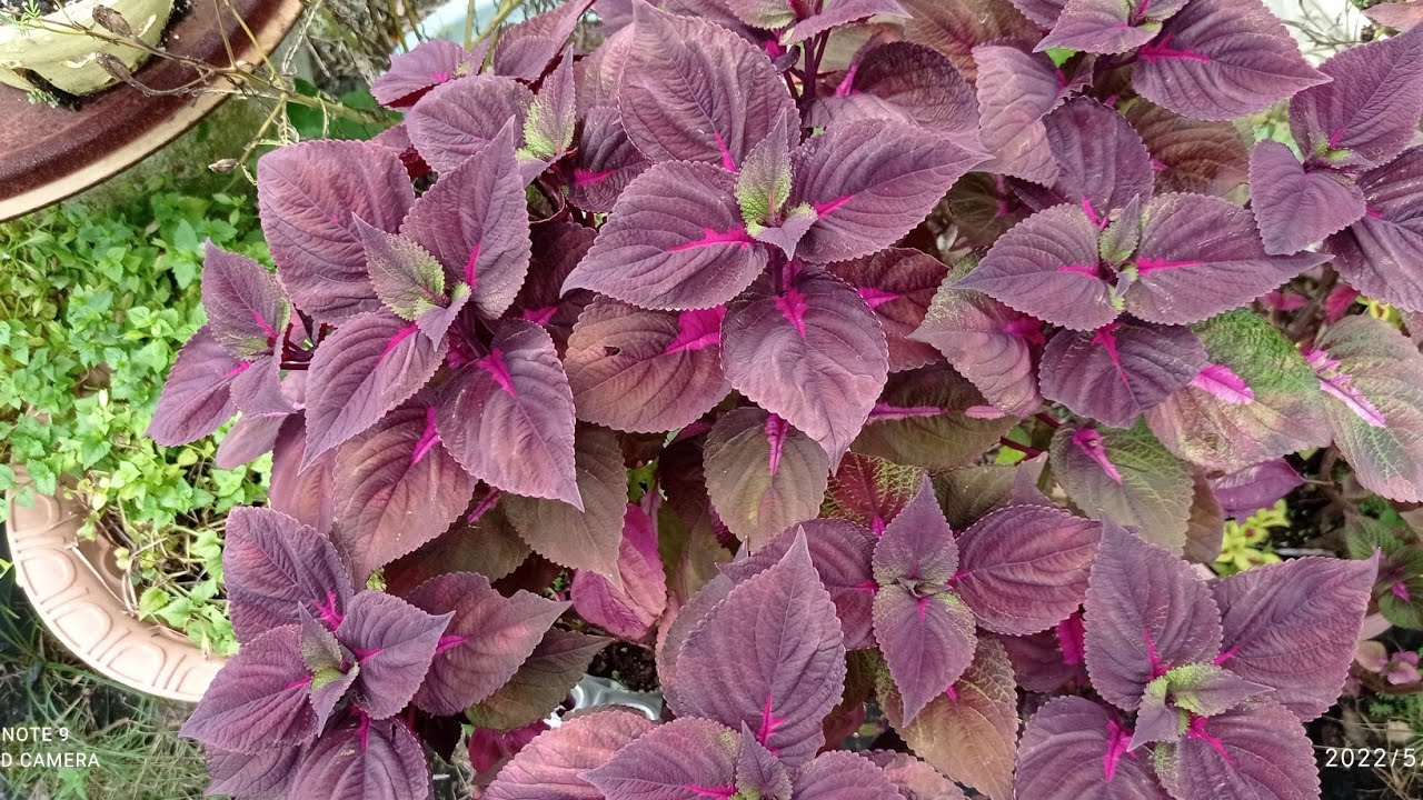 Garden Things Ep. 5 | Propagating Coleus (JOSEPH COAT) from cuttings WITH UPDATES #triniyoutuber