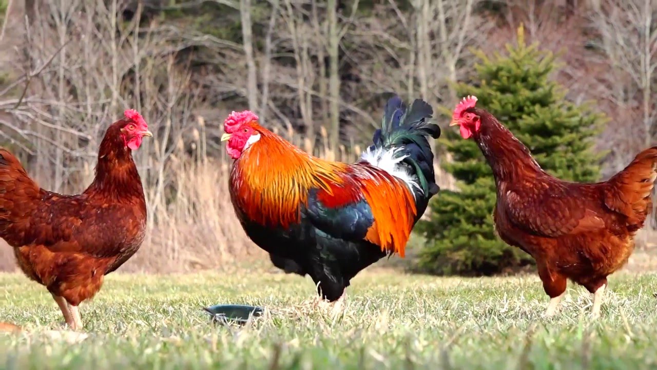 Chickens, Rose Comb Brown Leghorn Rooster Free Ranging, White Egg Layers