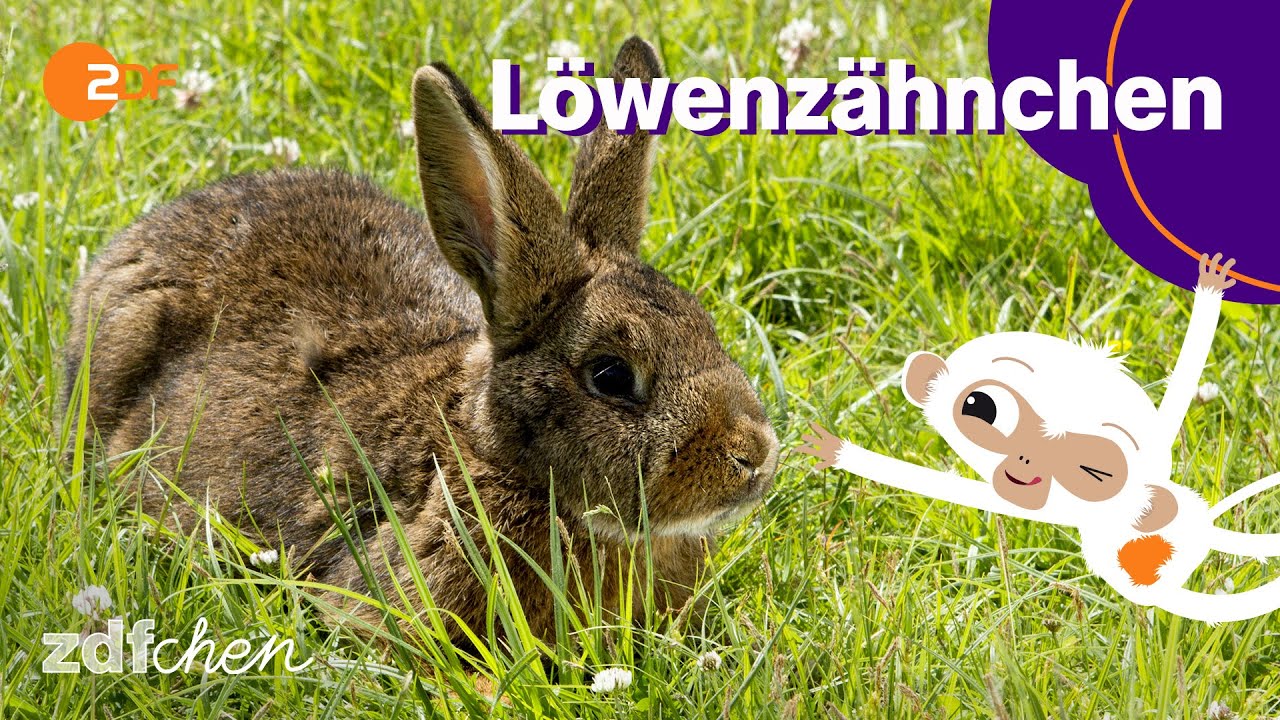 Kaninchen (Mini) | LÖWENZÄHNCHEN | ZDFchen
