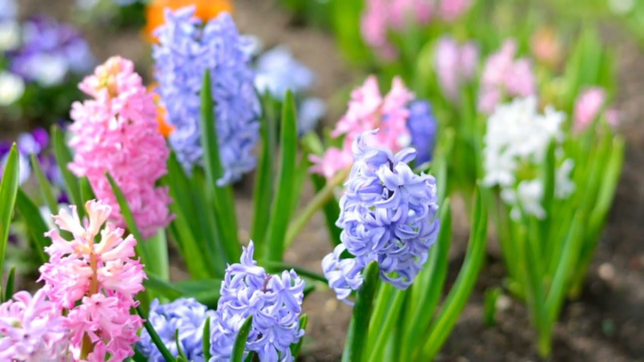 Hyacinth Flowers It's Beauty and Care