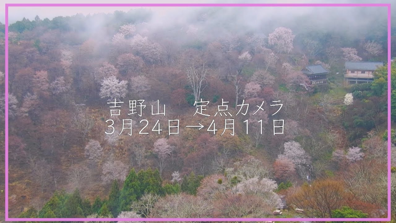 【2021桜カメラ総集編】3月24日～4月11日 奈良・吉野山（中千本、上千本）
