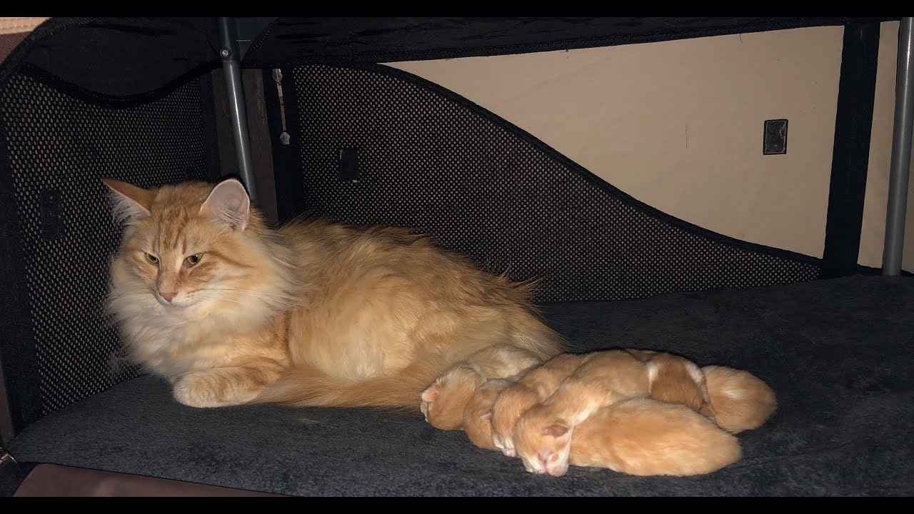 Les 3 premières semaines de la vie de chatons avec leur maman