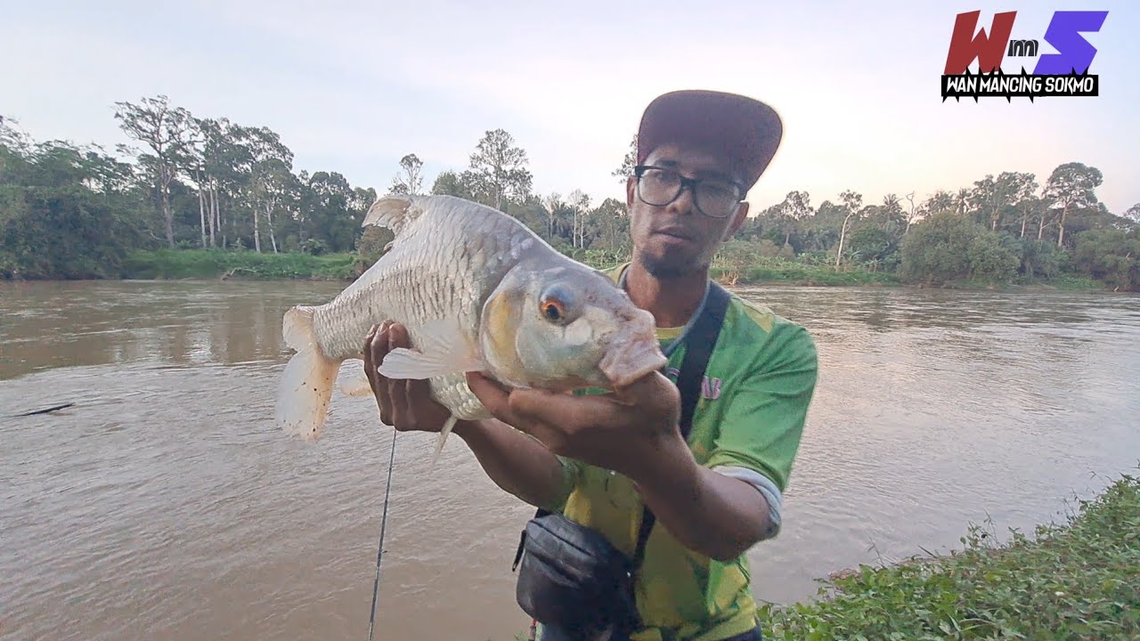 Ikan ni kalau makan umpan sawit misti size monster #wms-397