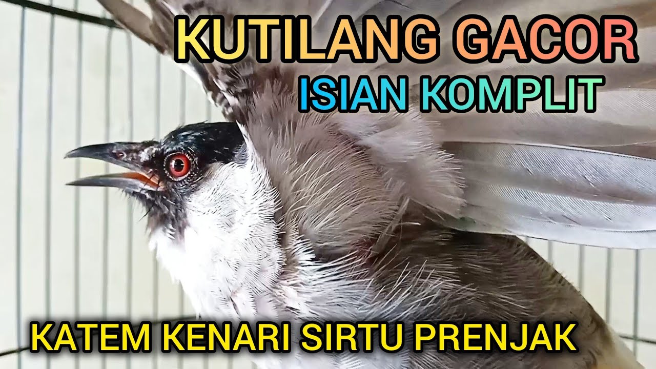 KUTILANG GACOR ISIAN KAPAS TEMBAK KENARI SIRTU PRENJAK 