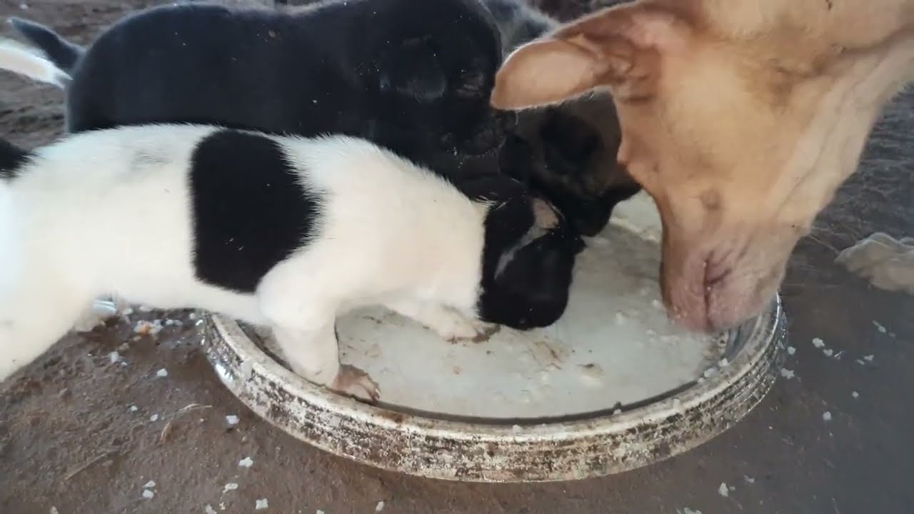 Feeding family puppies p304