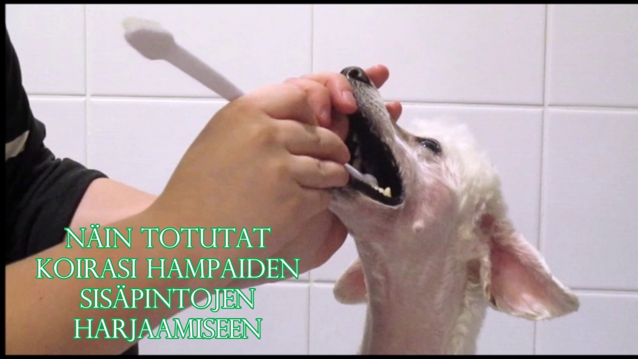 Näin totutat koirasi hampaiden sisäpintojen harjaamiseen