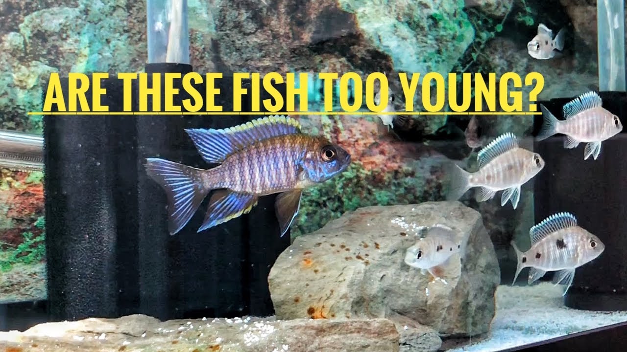 AFRICAN CICHLIDS BREEDING! | Are these Lwanda too young?