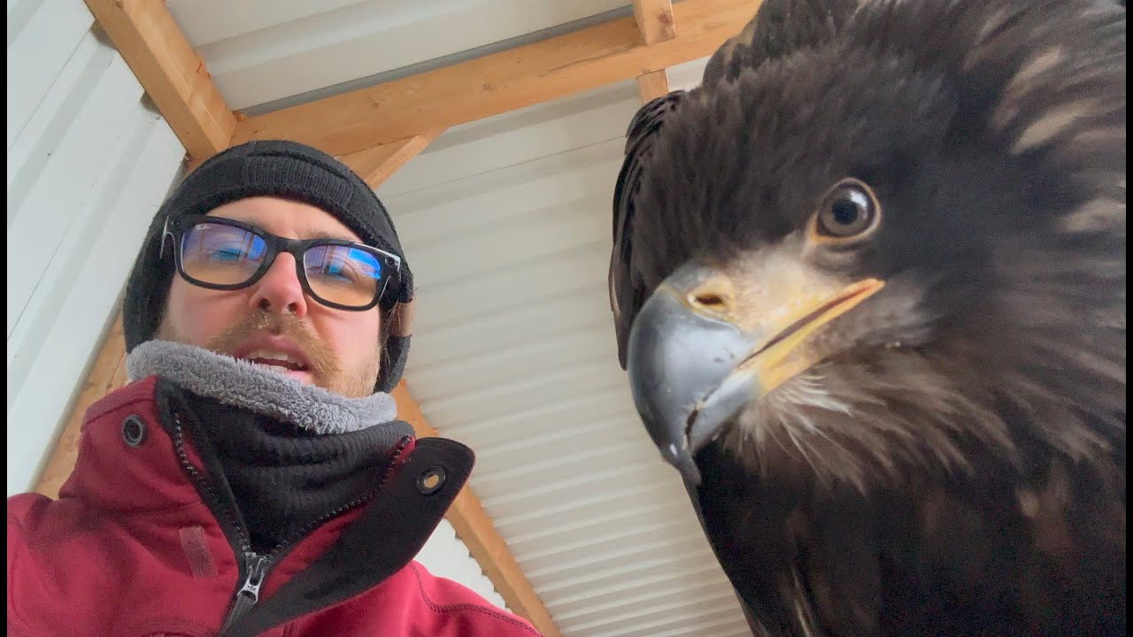 Eulen in freier Wildbahn helfen, Urlaub??? und mehr 🦅🦉😊 - Greifvogelwarte Feldatal