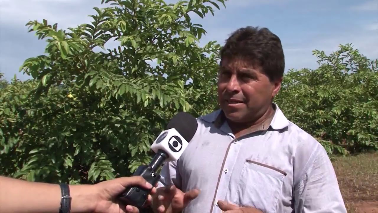 Agricultores apostam na produção de goiabas na região de São Desidério