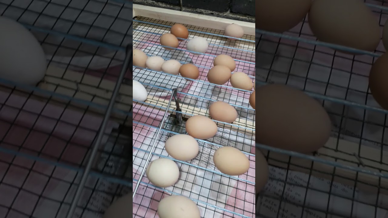 Mirza Inkubator 100 egg jaja velikog procenta izleganja