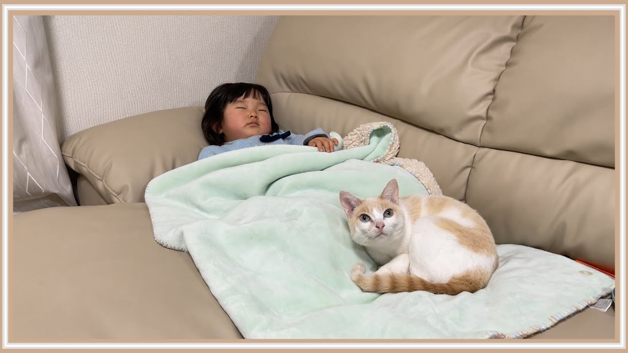 【朗報】どんなに雑に扱われてもお昼寝に寄り添ってくれる猫