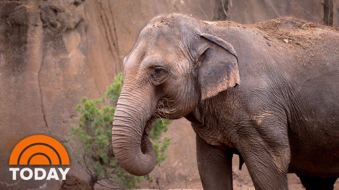 St. Louis Zoo Using New Tech To Help Elephants Lose Weight | TODAY