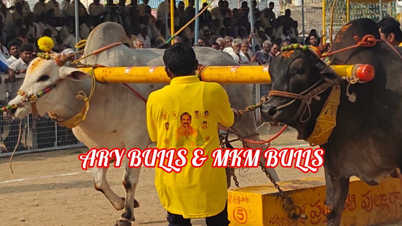 చిలకలూరిపేట 6పళ్ళు 14వ  MKM BULLS COMIND ARY BULLS 