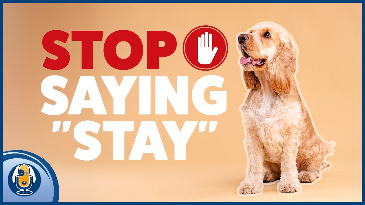 Hot Take: You Don’t Need To Say “Stay” In Dog Training: Here’s Why Release Cues Work Instead! 