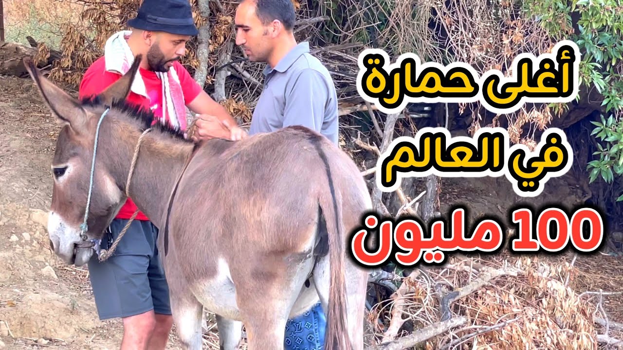 لقيت أغلى حمارة في العالم
