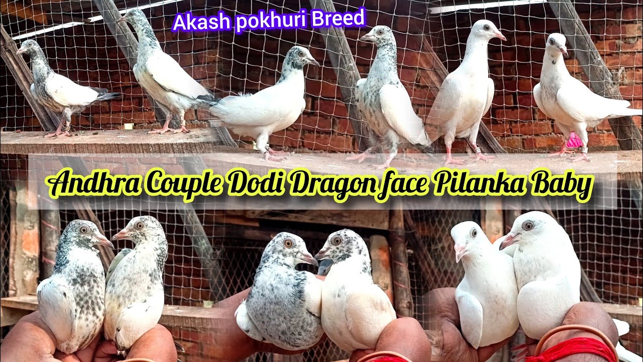 Andhra Top Quality Kalsira Couple Dodi Dragon face Pilanka Baby Shokh karo.