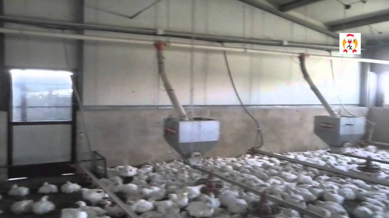 Granja Avícola COMEDERO AUTOMÁTICO TIP