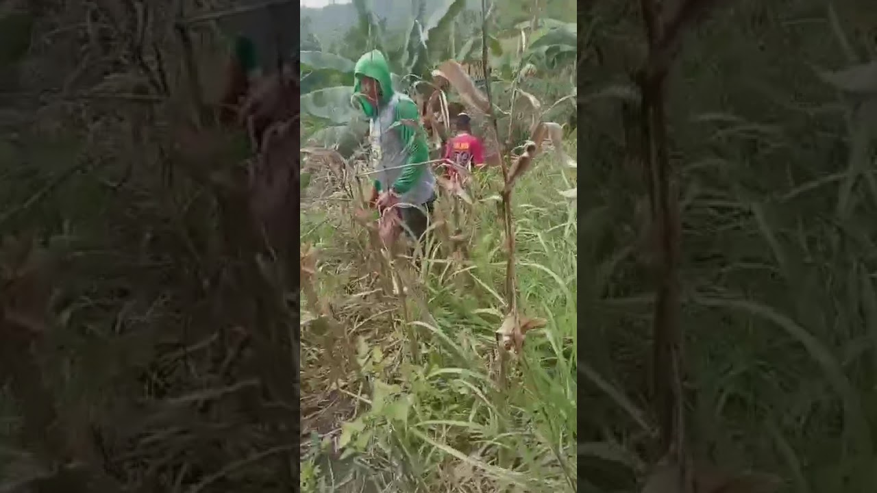PAGTATANIM NI TATAY AT BEST FRIEND NIYA NG NIYOG AREA # 3  SIPAG LANG  GODBLEES PO