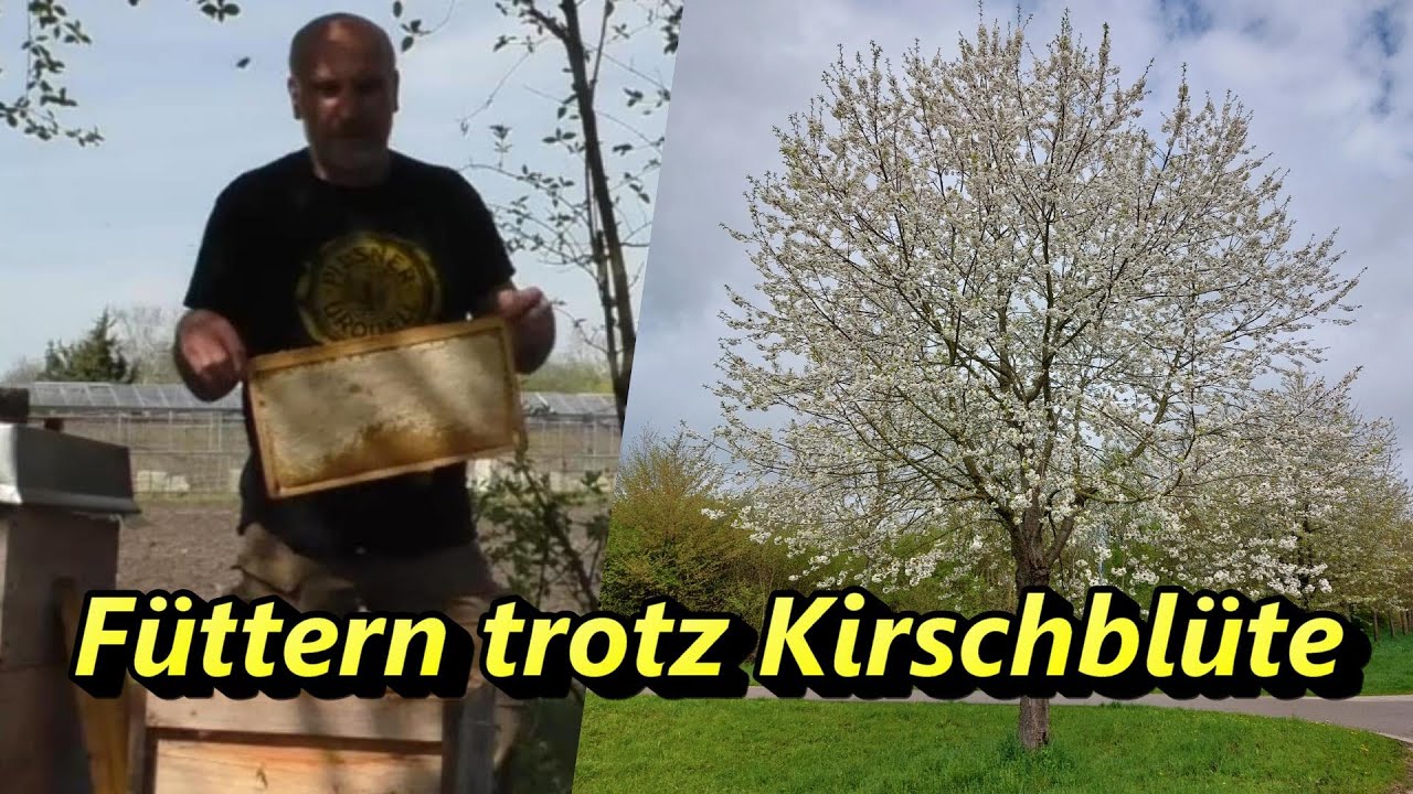 Füttern trotz Kirschblüte