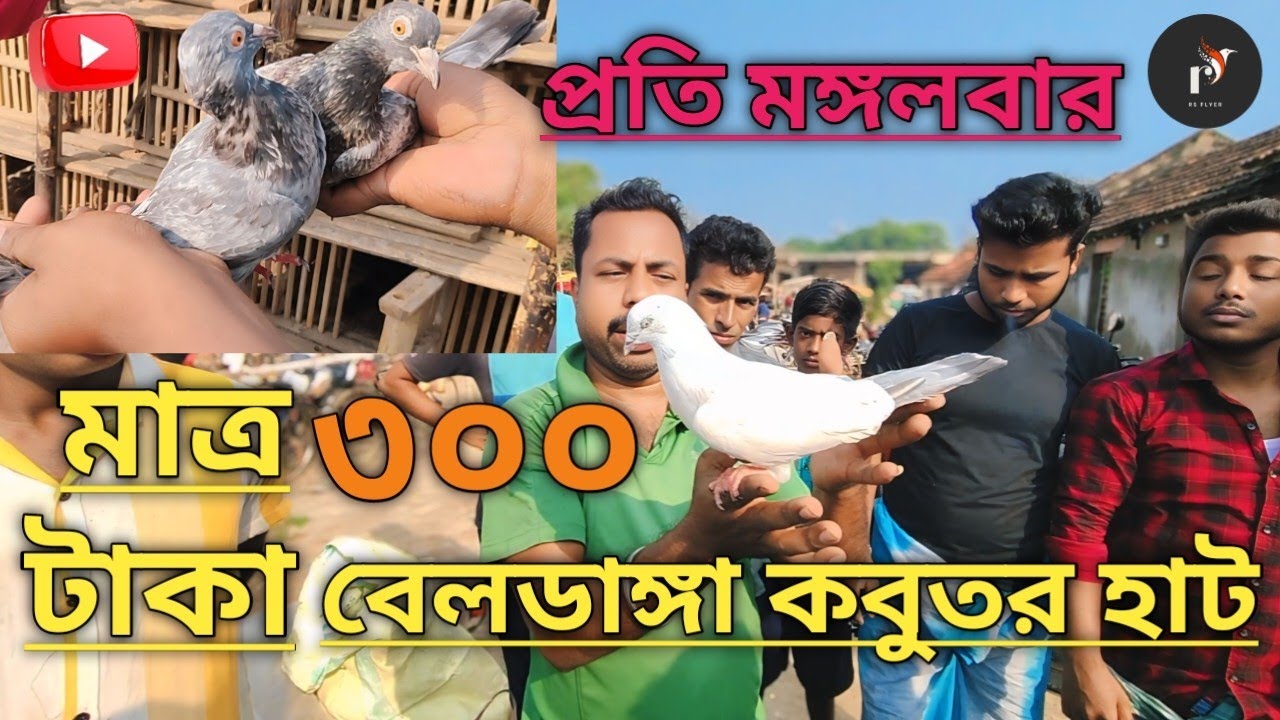 বেলডাঙা বিখ্যাত কবুতরের হাট beldanga kabootar hat