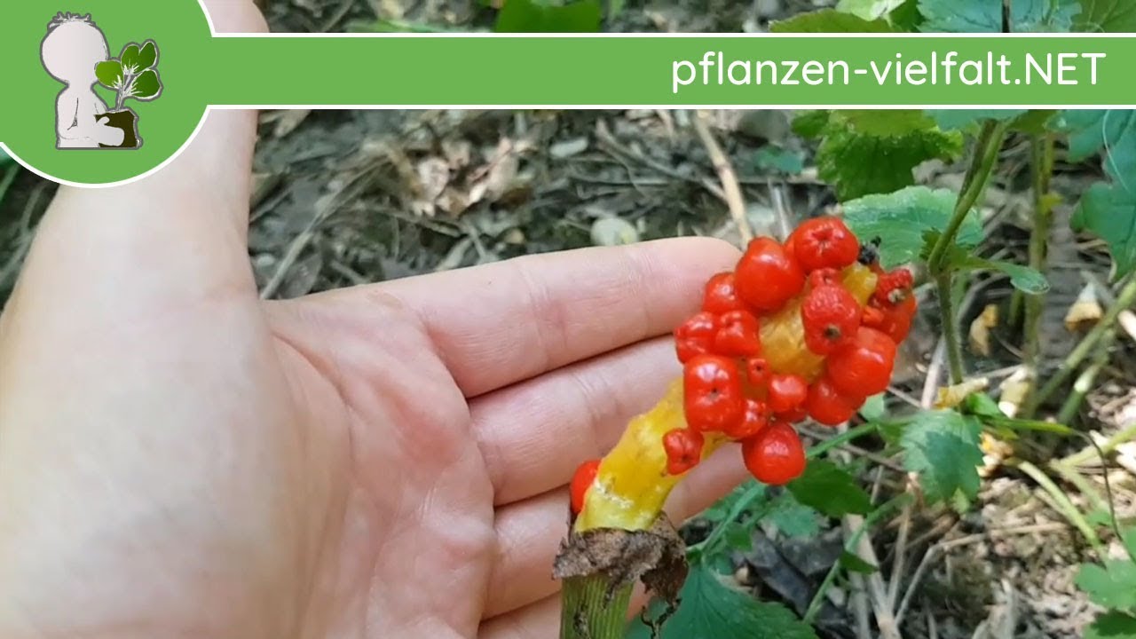Gefleckter Aronstab - Reife Fr&uuml;chte & Samen - 19.07.18 (Arum maculatum) - Giftige Wildpflanzen