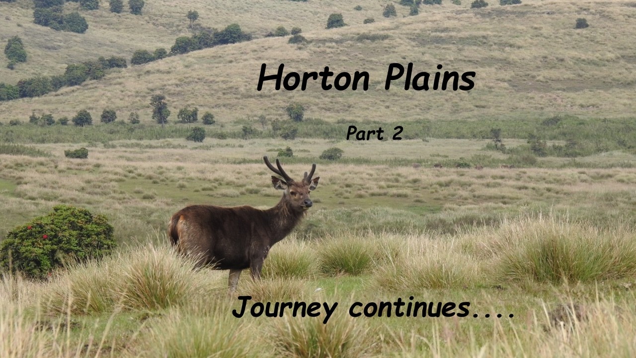 Horton plains -Part 2 🌱