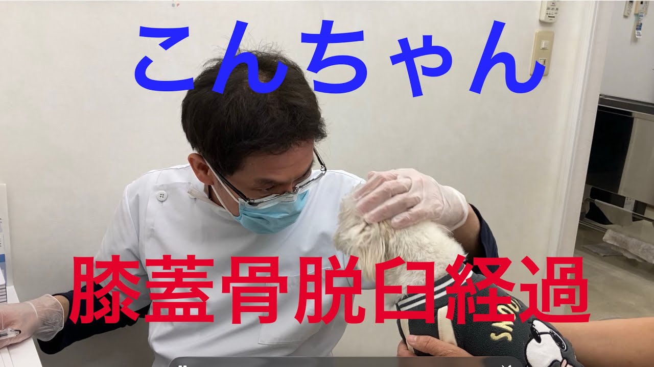 こんちゃん通院(膝蓋脱臼経過)2026年3月3日#マルジャック #股関節脱臼 #えんじゅ動物病院 