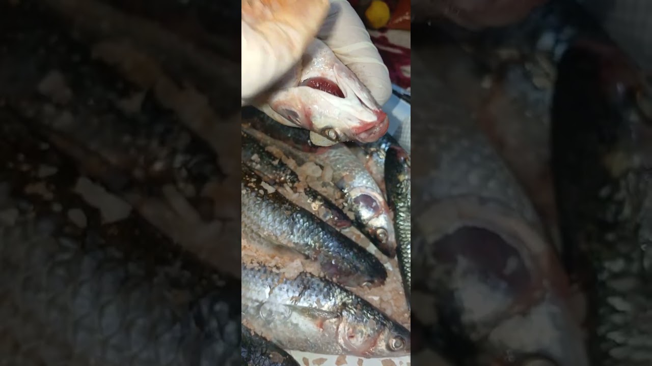 طريقه الفسيخ 😀 والبساريه 🤗والسردين 🫠