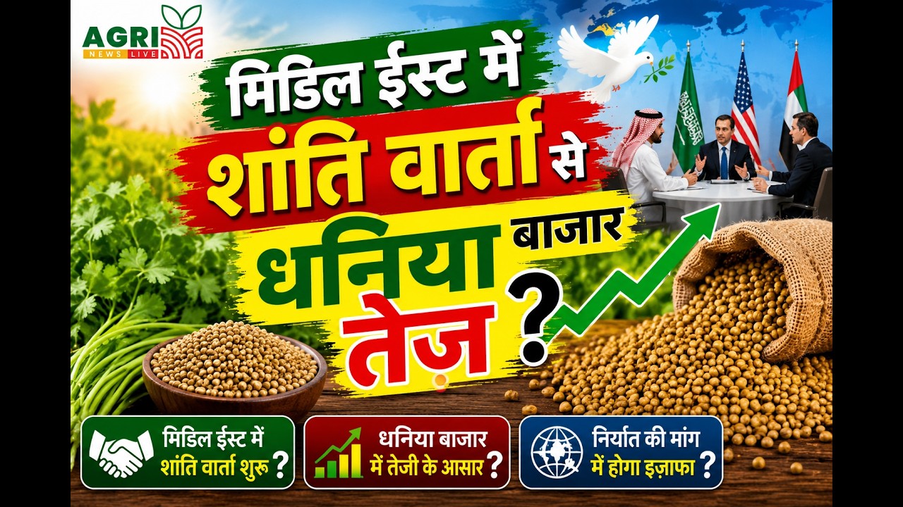 Coriander market booms on Middle East peace talks! Coriander Market Update