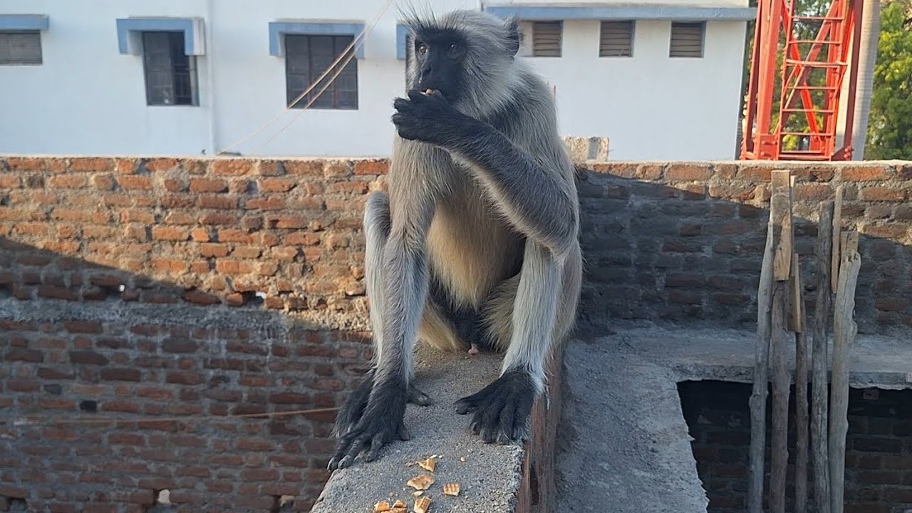 Hanuman 