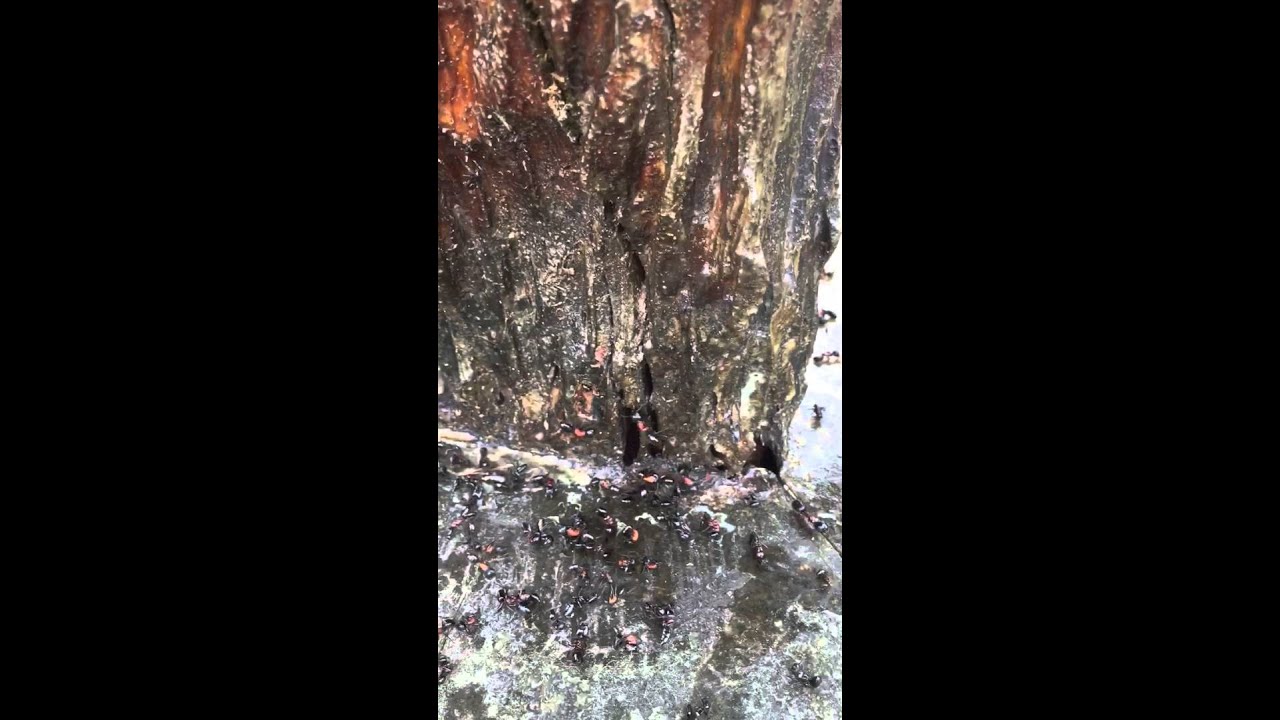 CARPENTER ANT EXTERMINATION