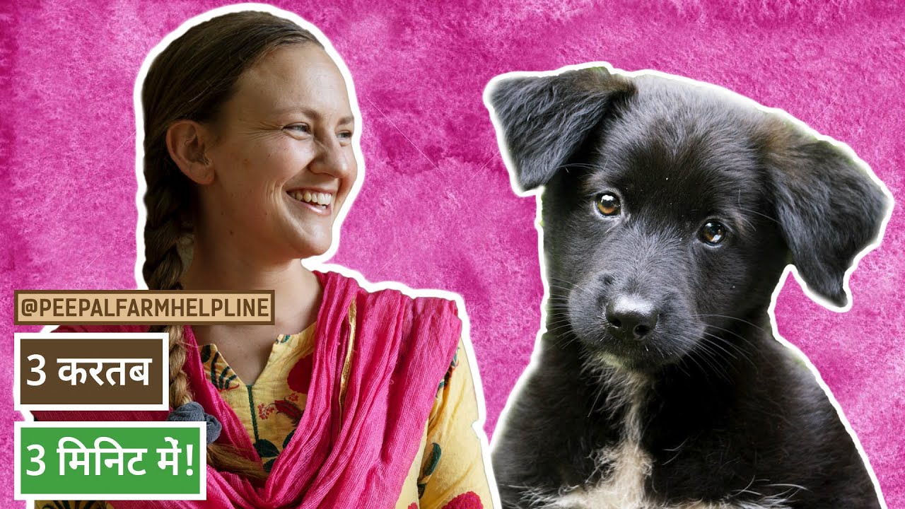 तीन करतब तीन मिनटों में | Teach your dog 3 tricks in 3 minutes! | Dog Training in Hindi