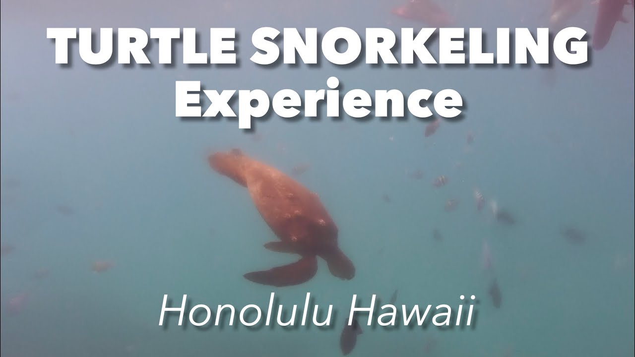 Snorkel with Sea turtles in Honolulu Hawaii