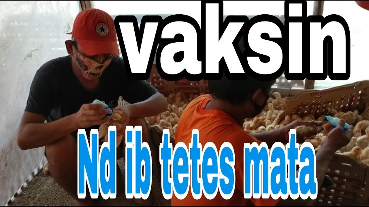 Vaksin Nd Ib Doc Ayam Petelur Layer