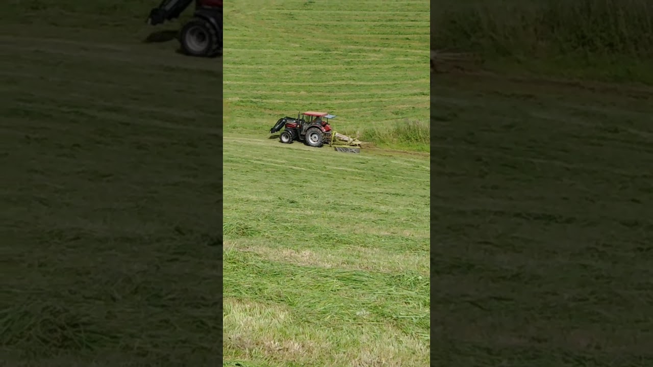 Mähen mit ihc 1255xl und schwadern mit ihc 833