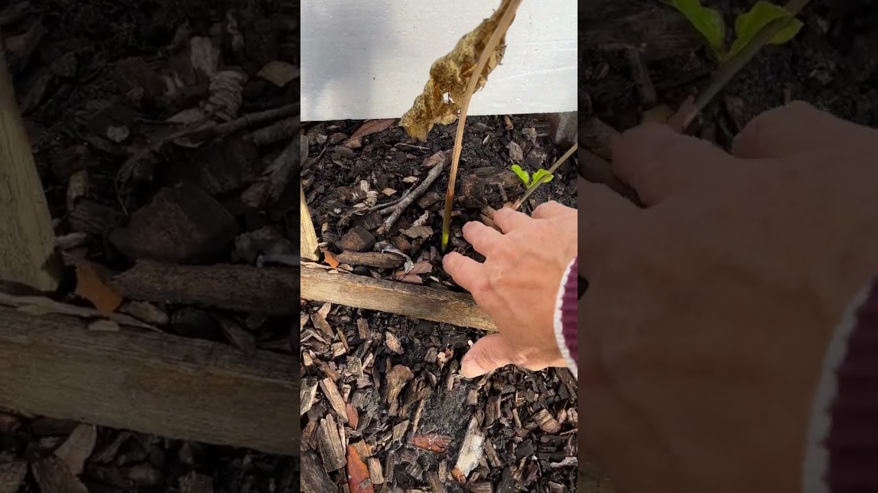 Passion Vine: Winter Protection Explained