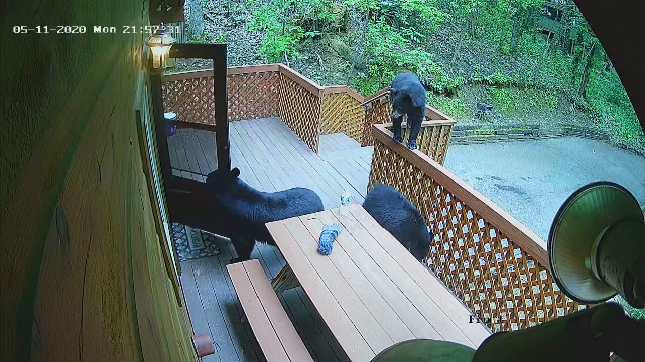 Bears trying to enter Gatlinburg Cabin!