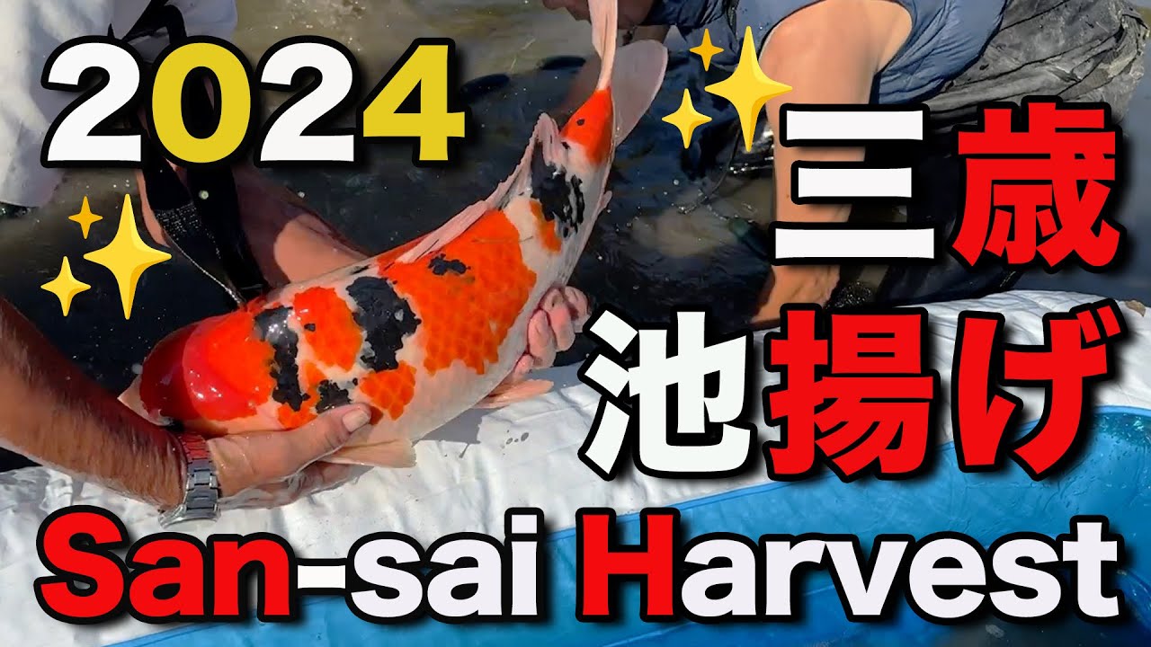 【錦鯉】三歳 池揚げ 2024　San-sai Harvest 2024【Koi】