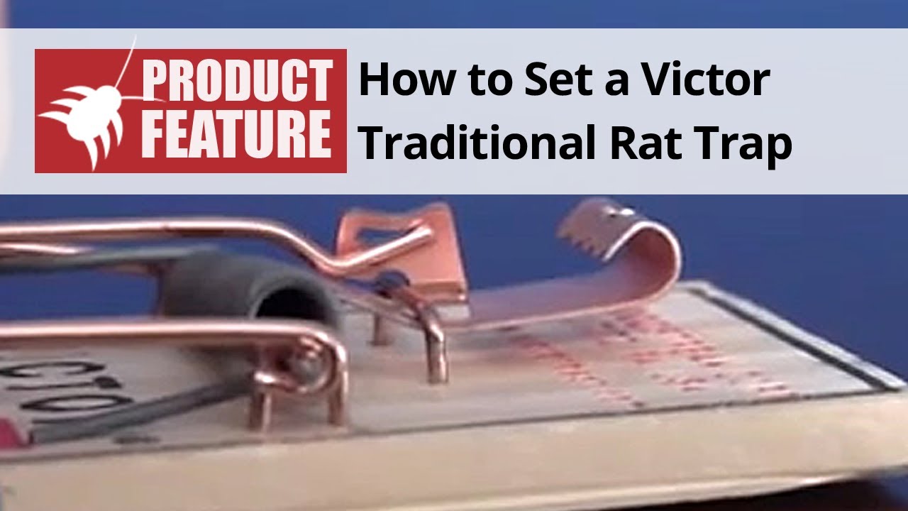 How to Set a Victor Traditional Mouse Trap | DoMyOwn.com