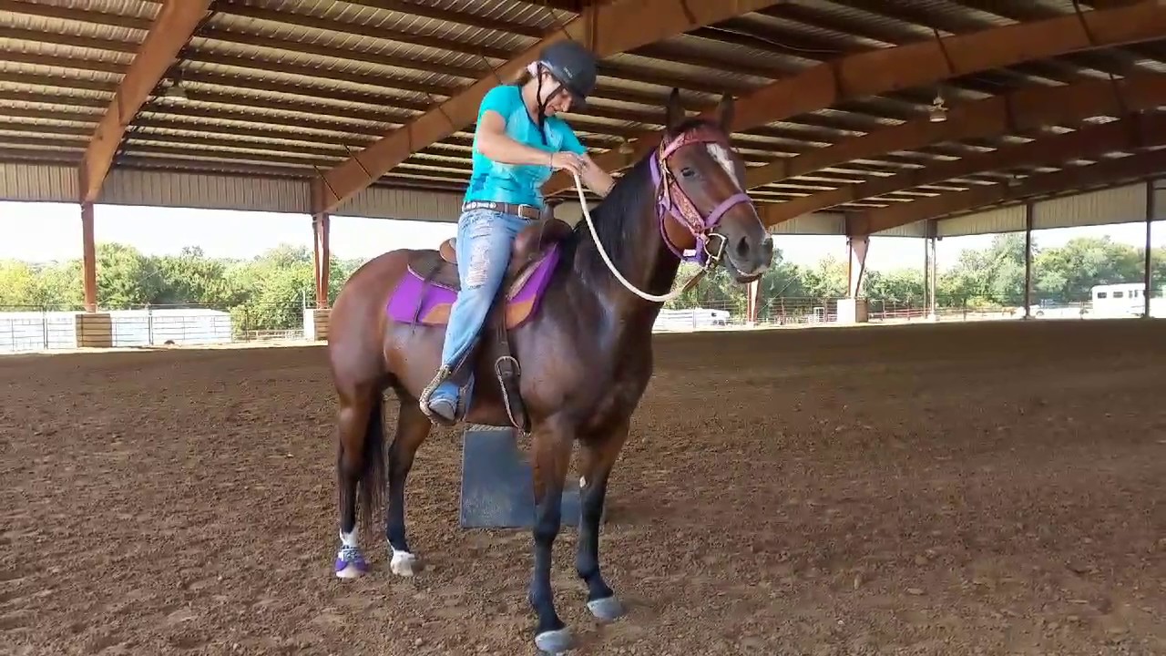 Exercises to do with a green horse to gain confidence and control. Natural horsemanship exercises