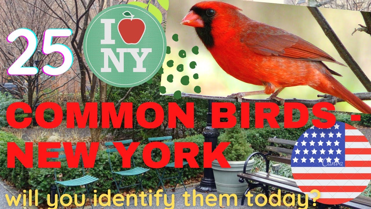 25 common birds in New York City ~  Identify american backyard birds 🇺🇸 common American birds 🦅