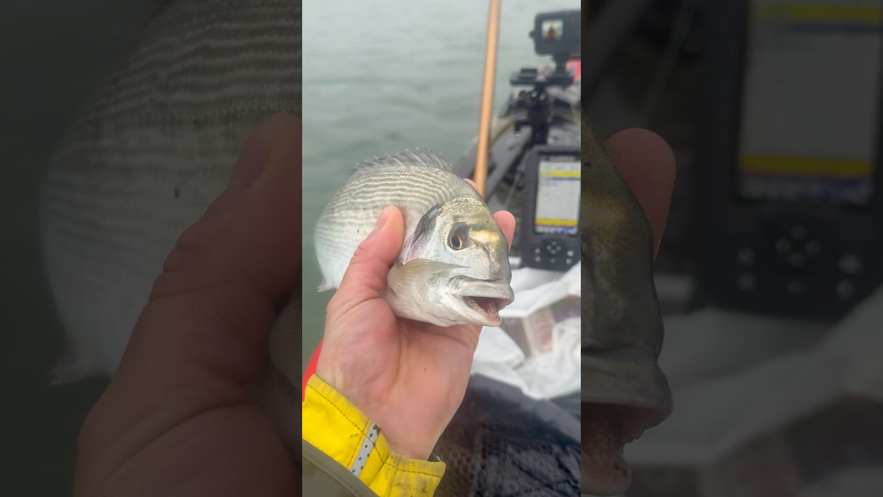 Gilthead bream fishing south Devon 