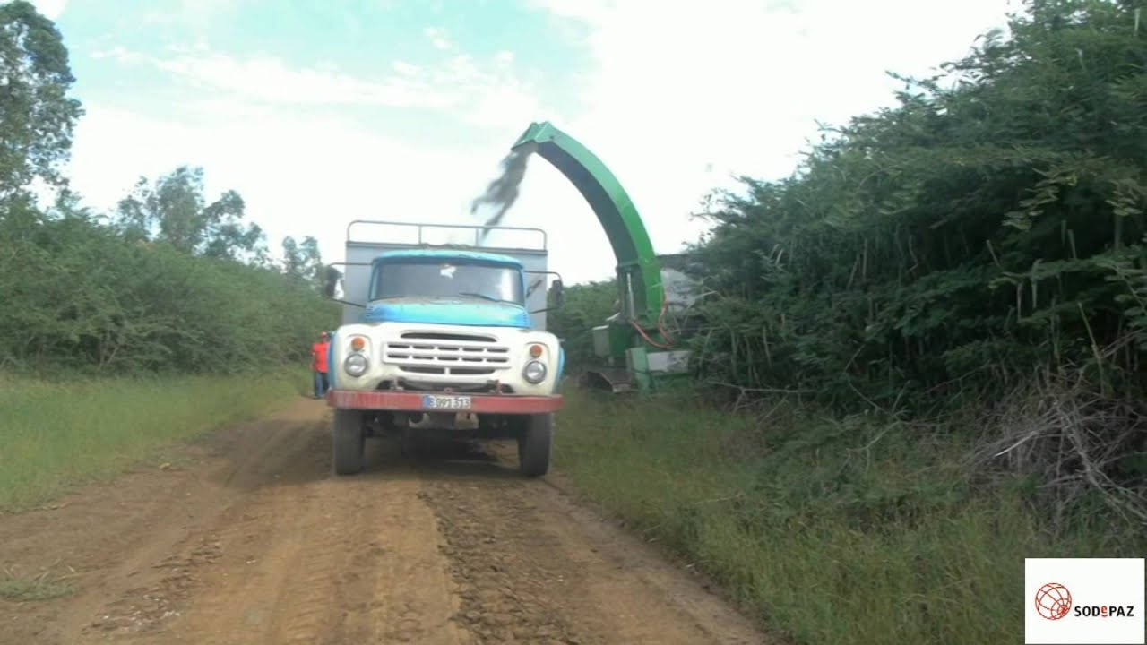 Cosechando marabú. Energía renovable en Cuba