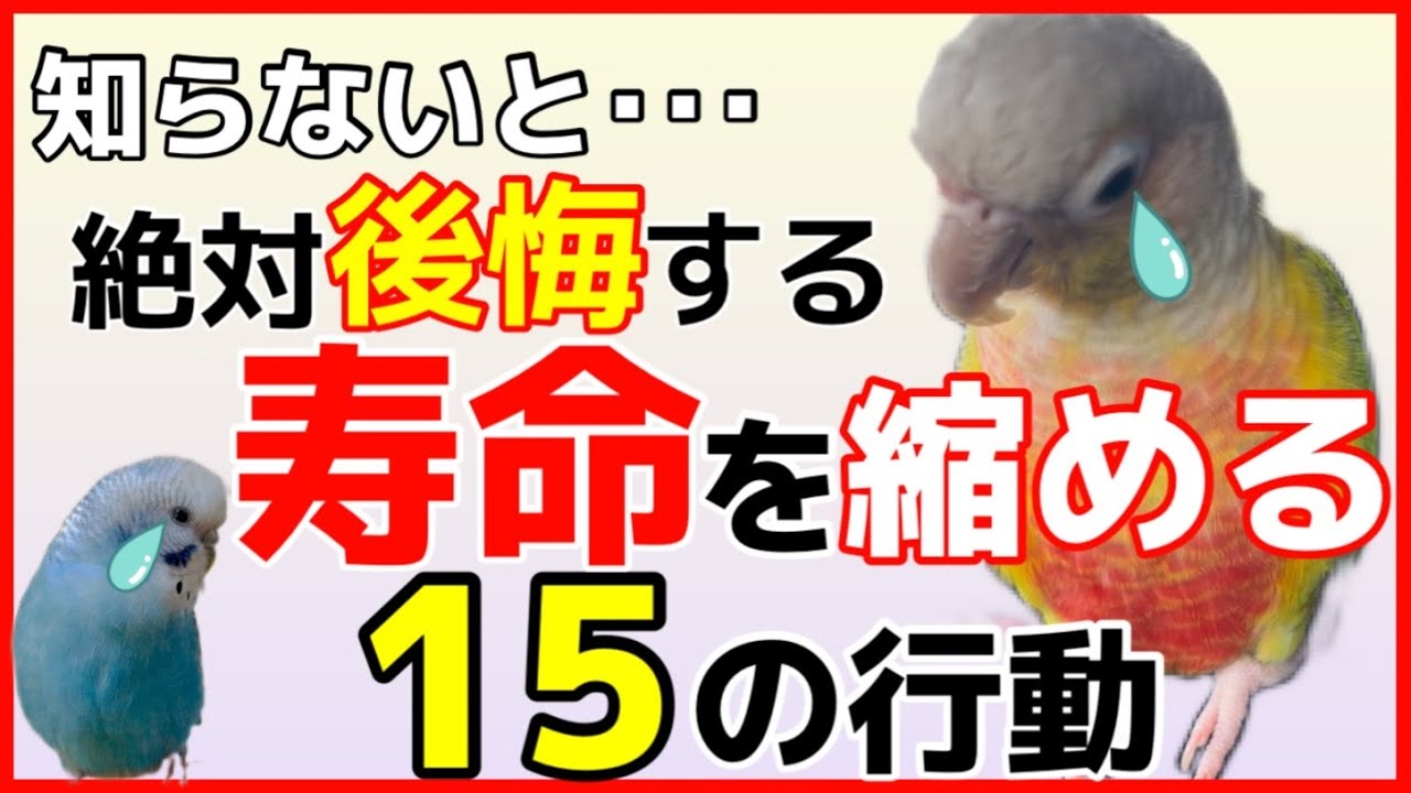 インコの寿命を縮める危険性のある悪い行動15選