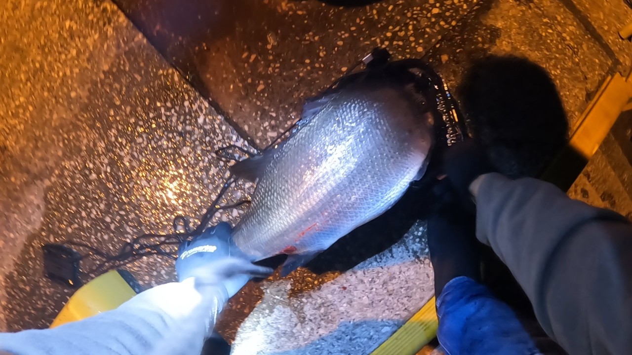 ベタ凪の堤防でランカーヒラスズキ