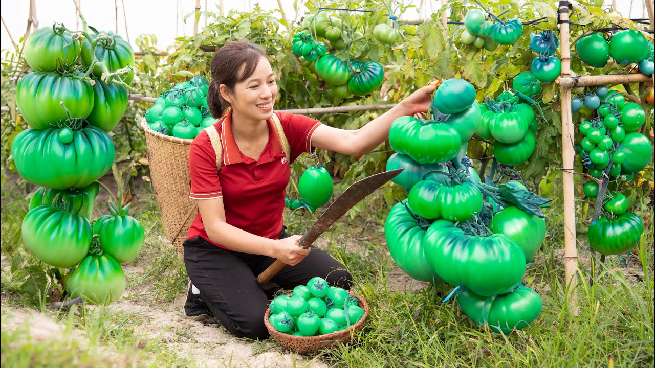 Harvesting Ripe Tomatoes - Cook meat with Tomato sauce - Take care of animals - UR Phương Daily Life